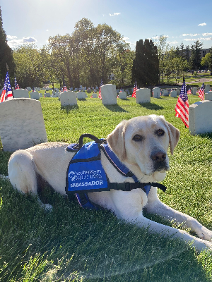 Sophie at the Wisconsin Veteran's Home on Memorial Day