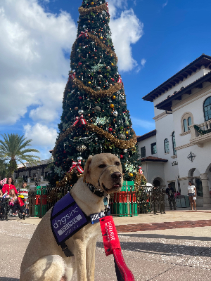 Malex at Disney Springs