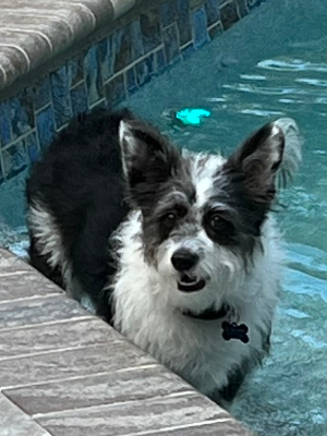 Ollie the Corgipoo Loves Dogs Inc!