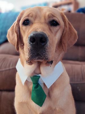 Billie - the 1st puppy we raised!