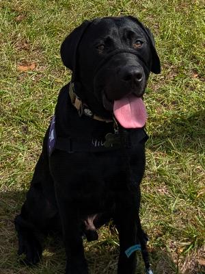 Club Sponsored Puppy, Murph!